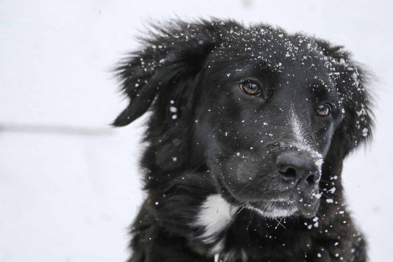 Collie dog with snow on his fur