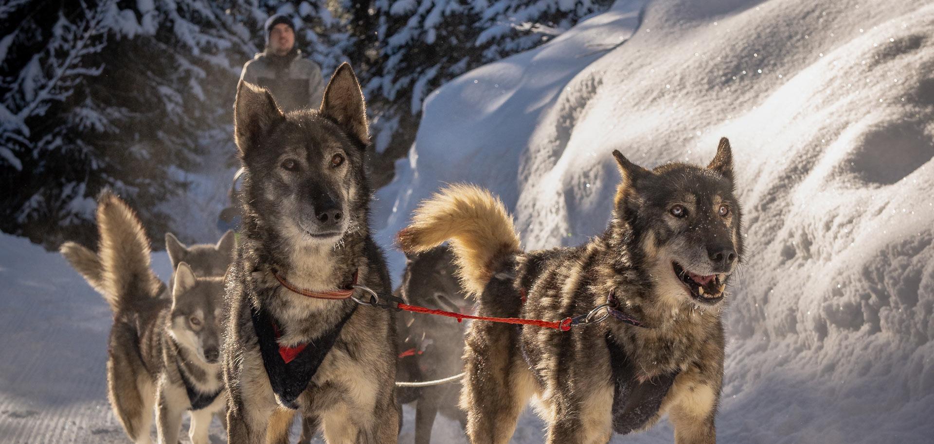 Dog sledding in Courchevel