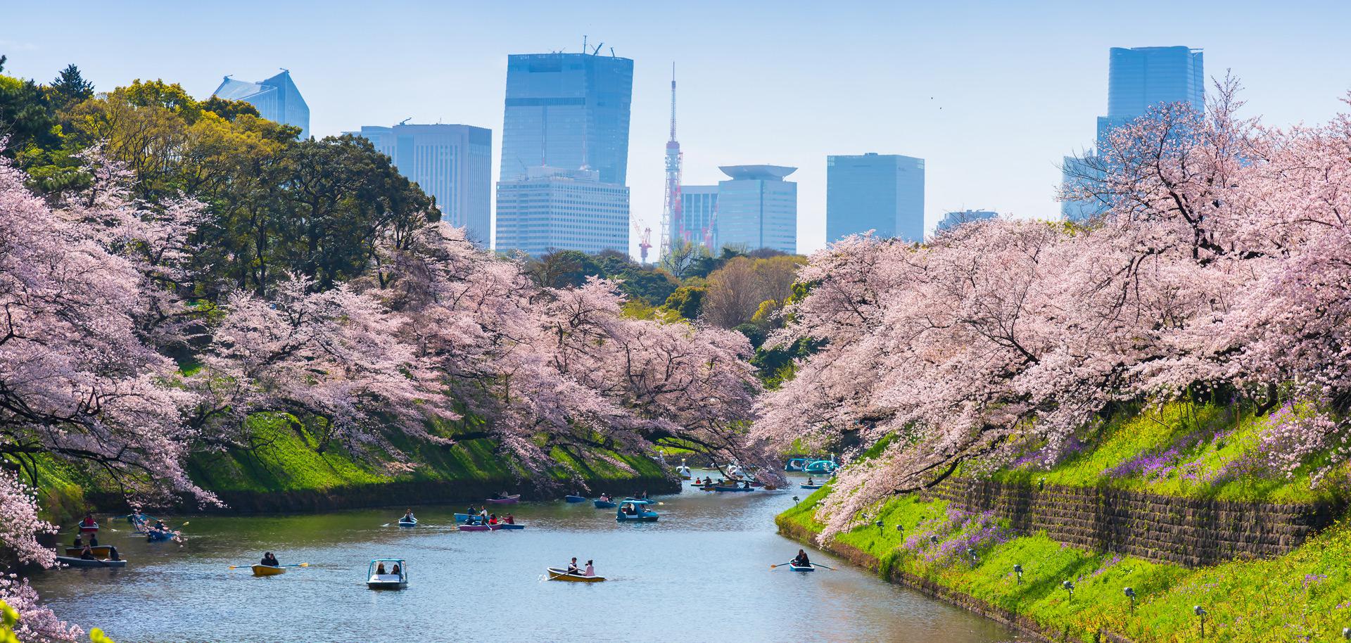 Cherry blossom in Japan
