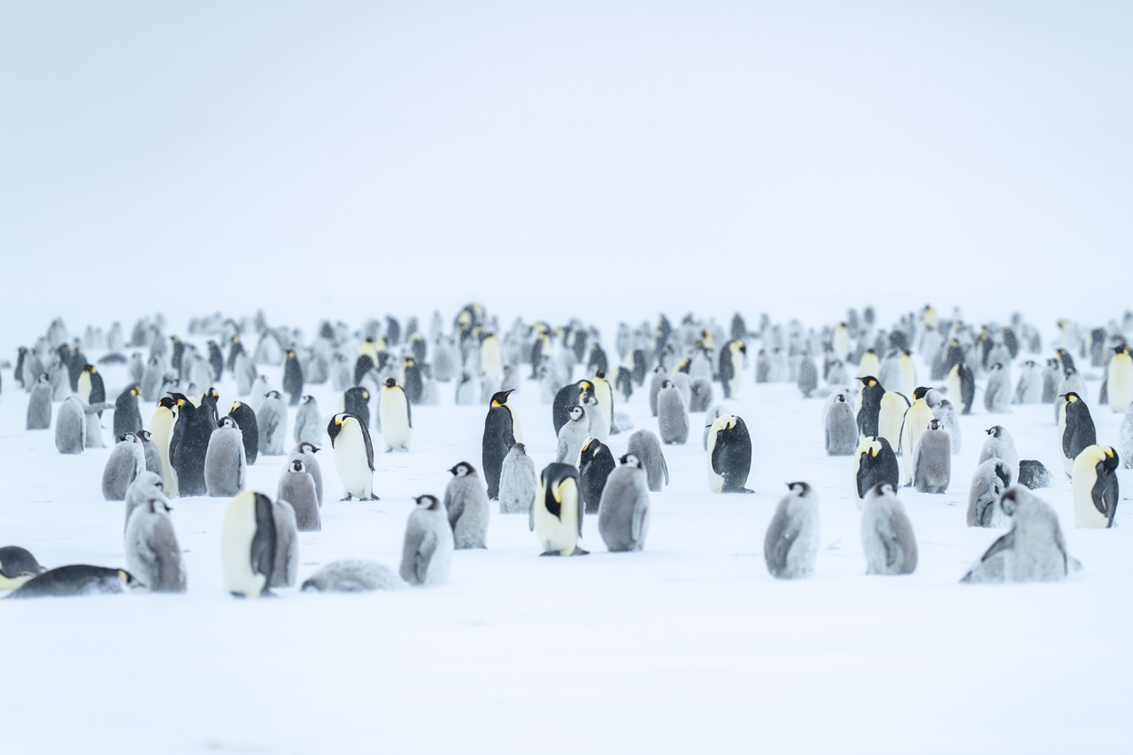 Emperor penguin colony in Antarctica