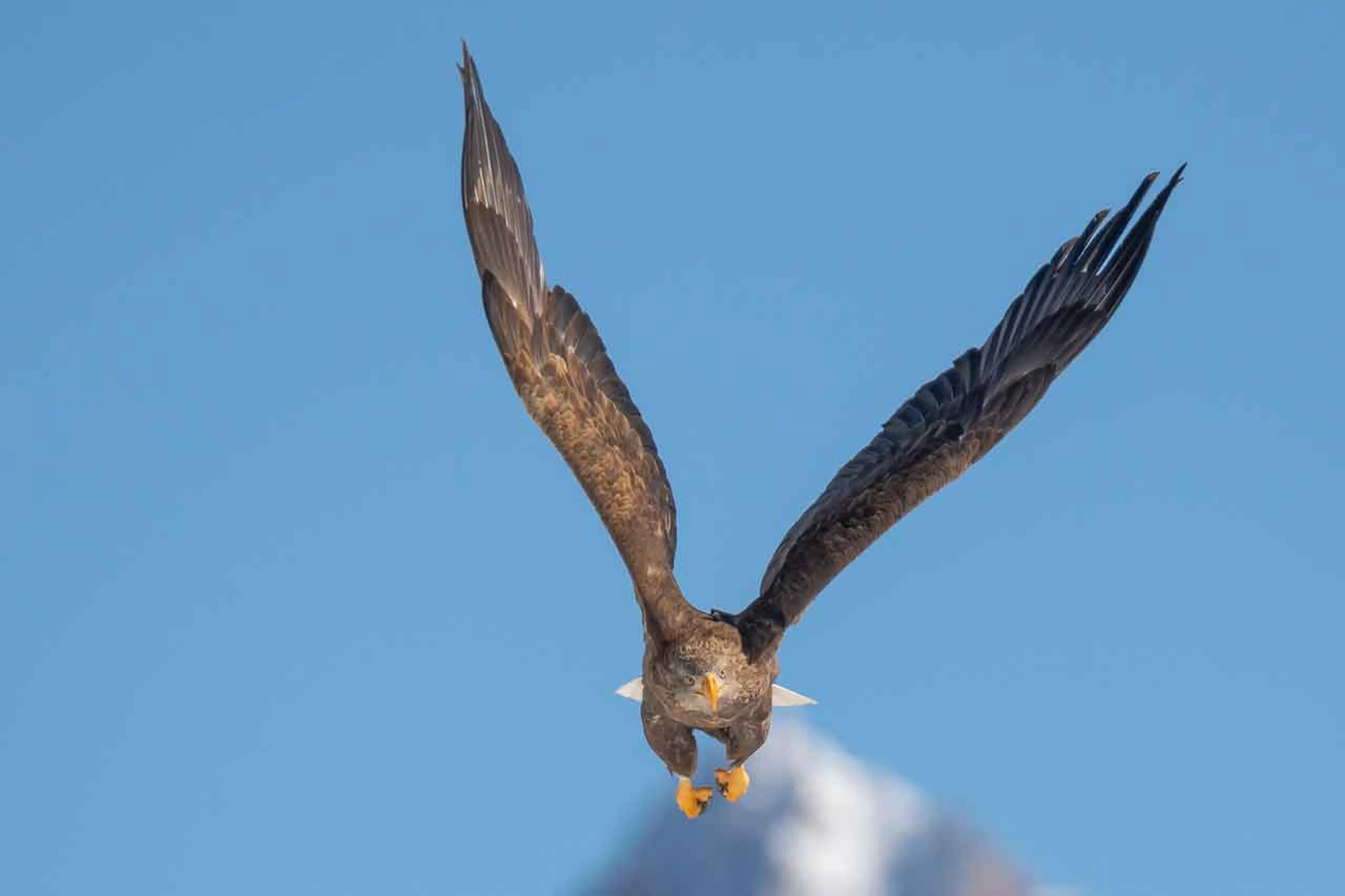 Aigles du Léman in Morzine