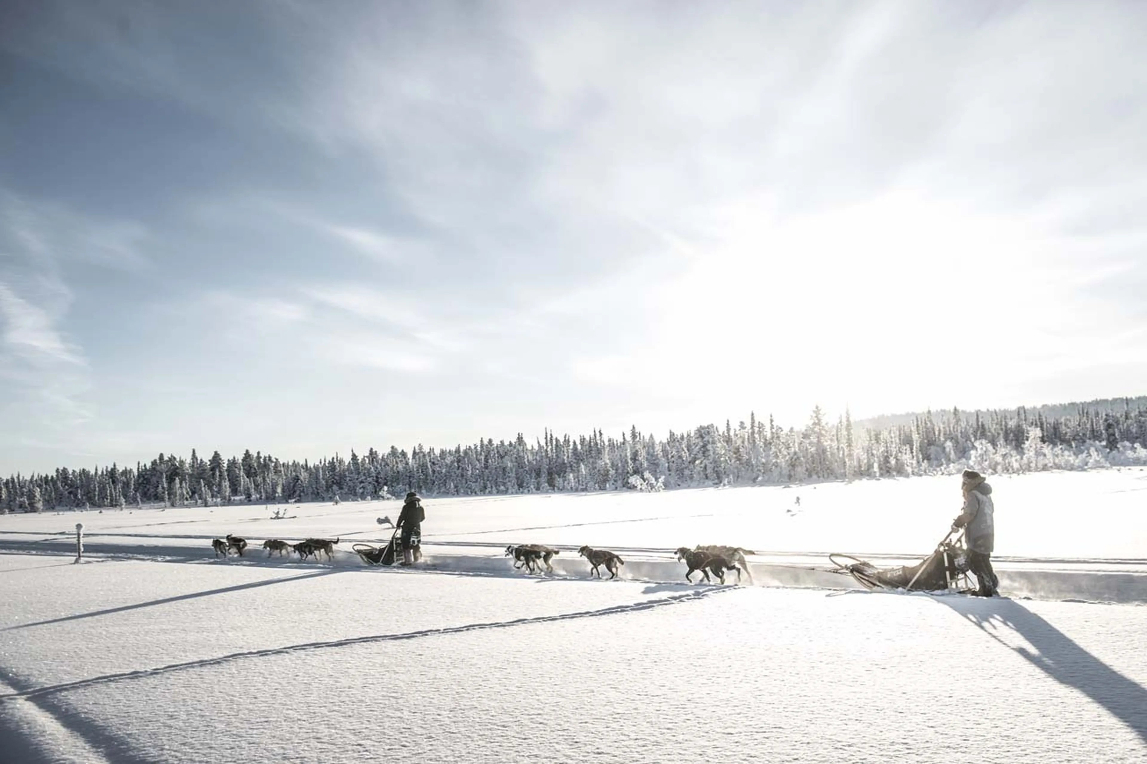 Dog sledding at Fjellborg Arctic Lodge in Sweden