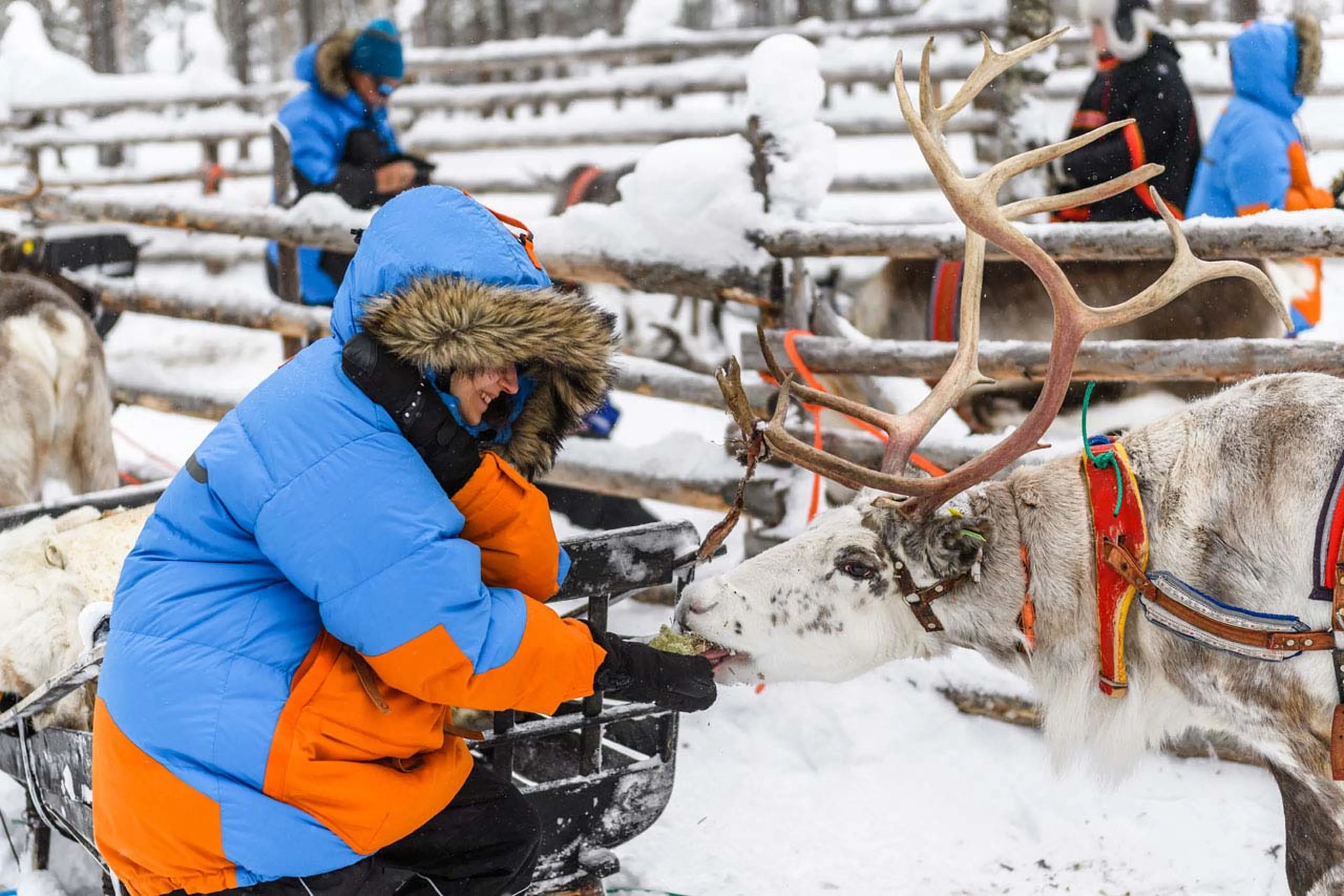 Feeding reindeer at Javri Lodge in Finland