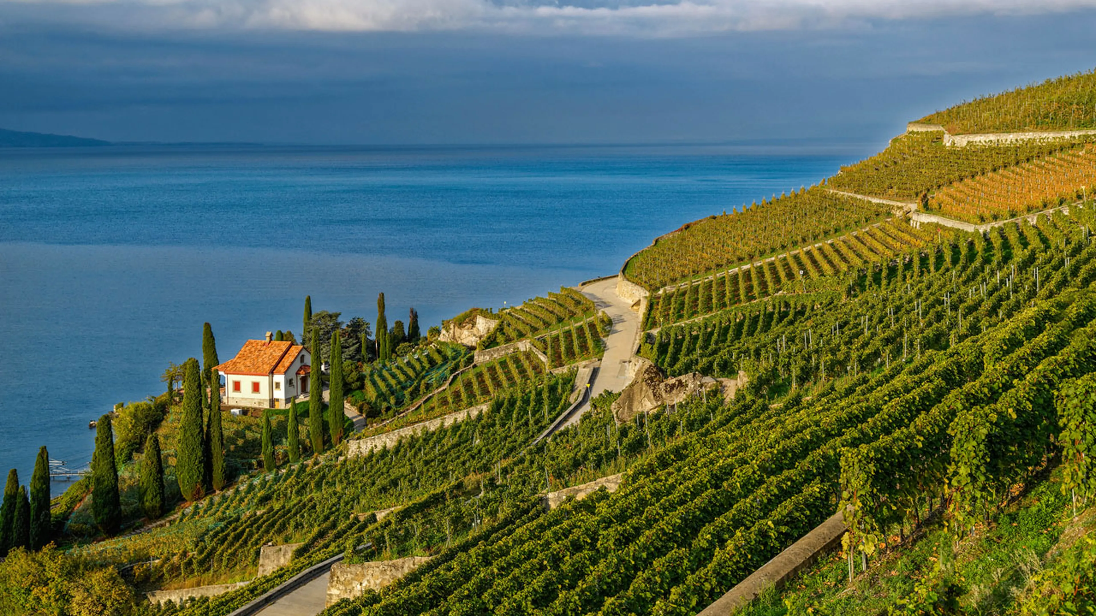 Lavaux vineyards and Lake Geneva