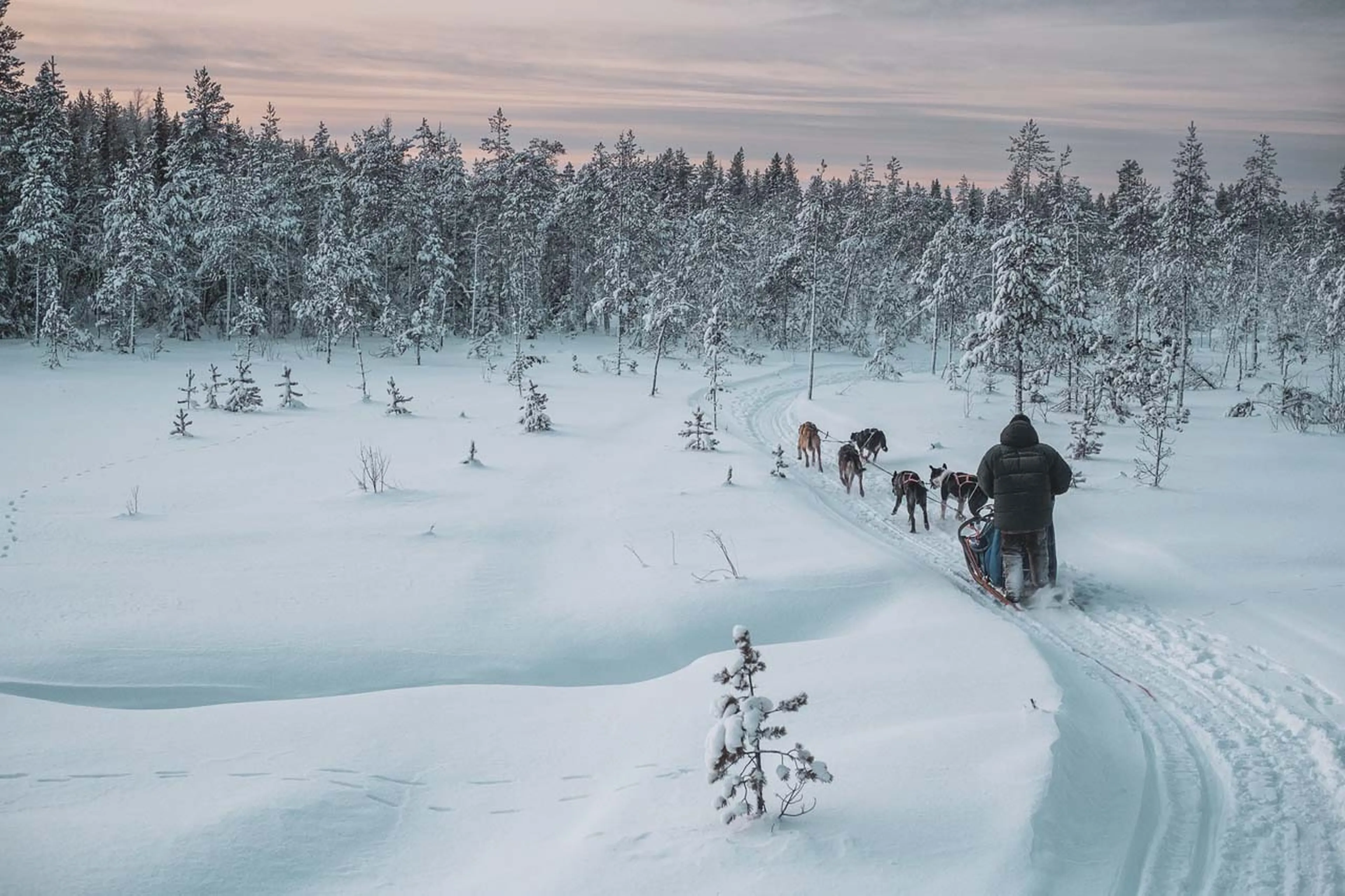 Dog sledging at Logger's Lodge in Sweden
