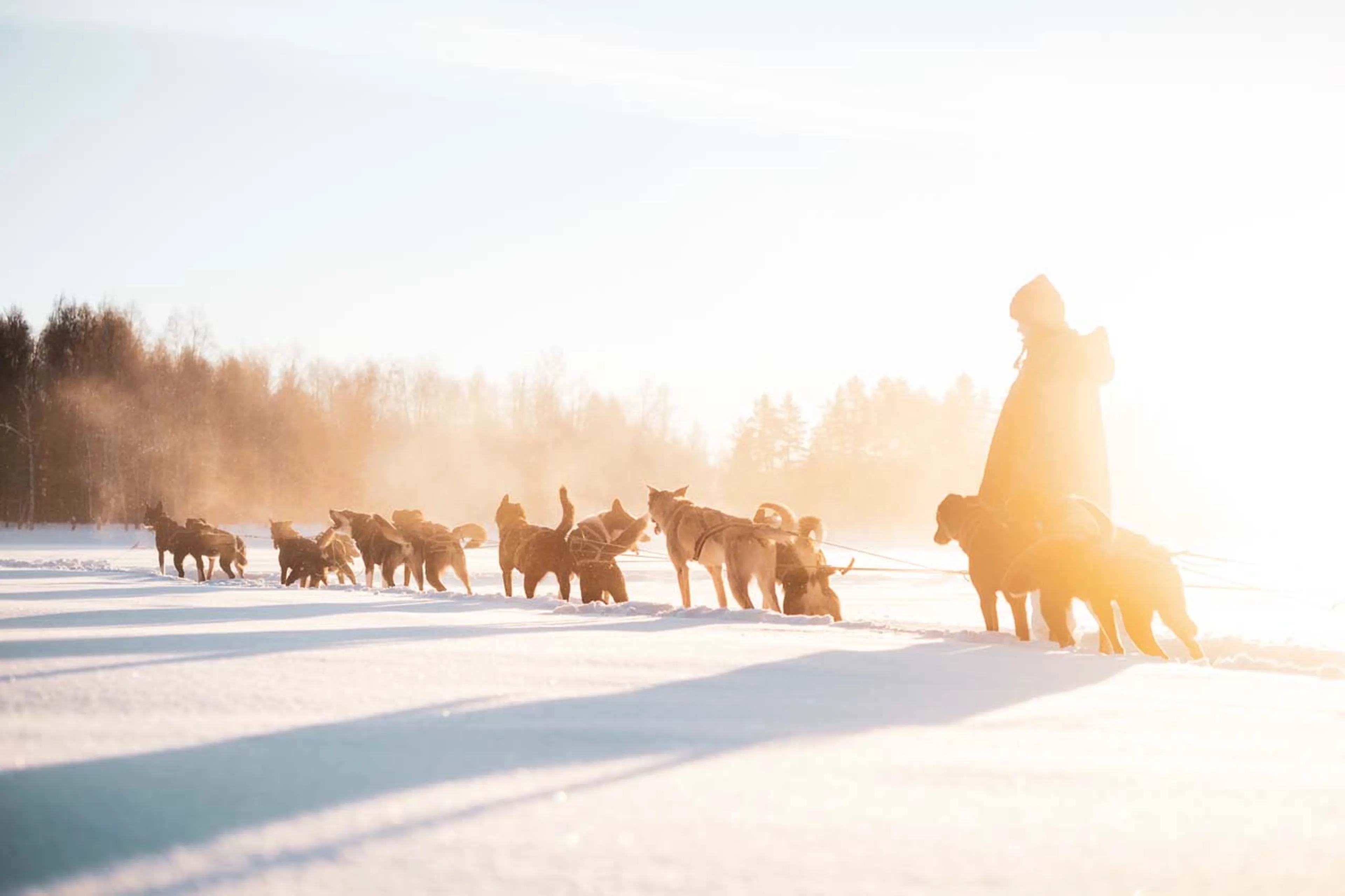 Dog sledging at Logger's Lodge in Sweden