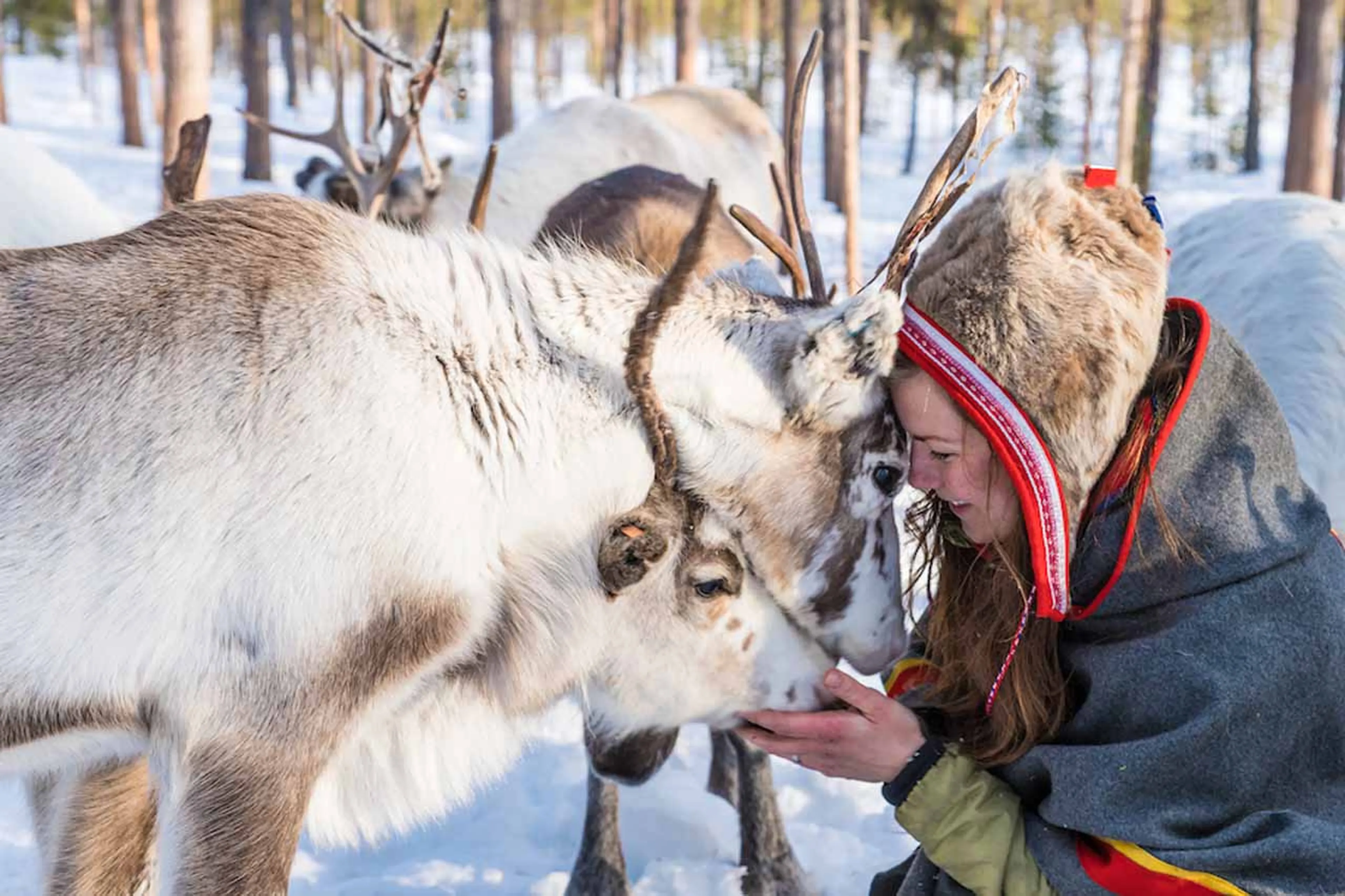 Reindeer at Logger's Lodge in Sweden