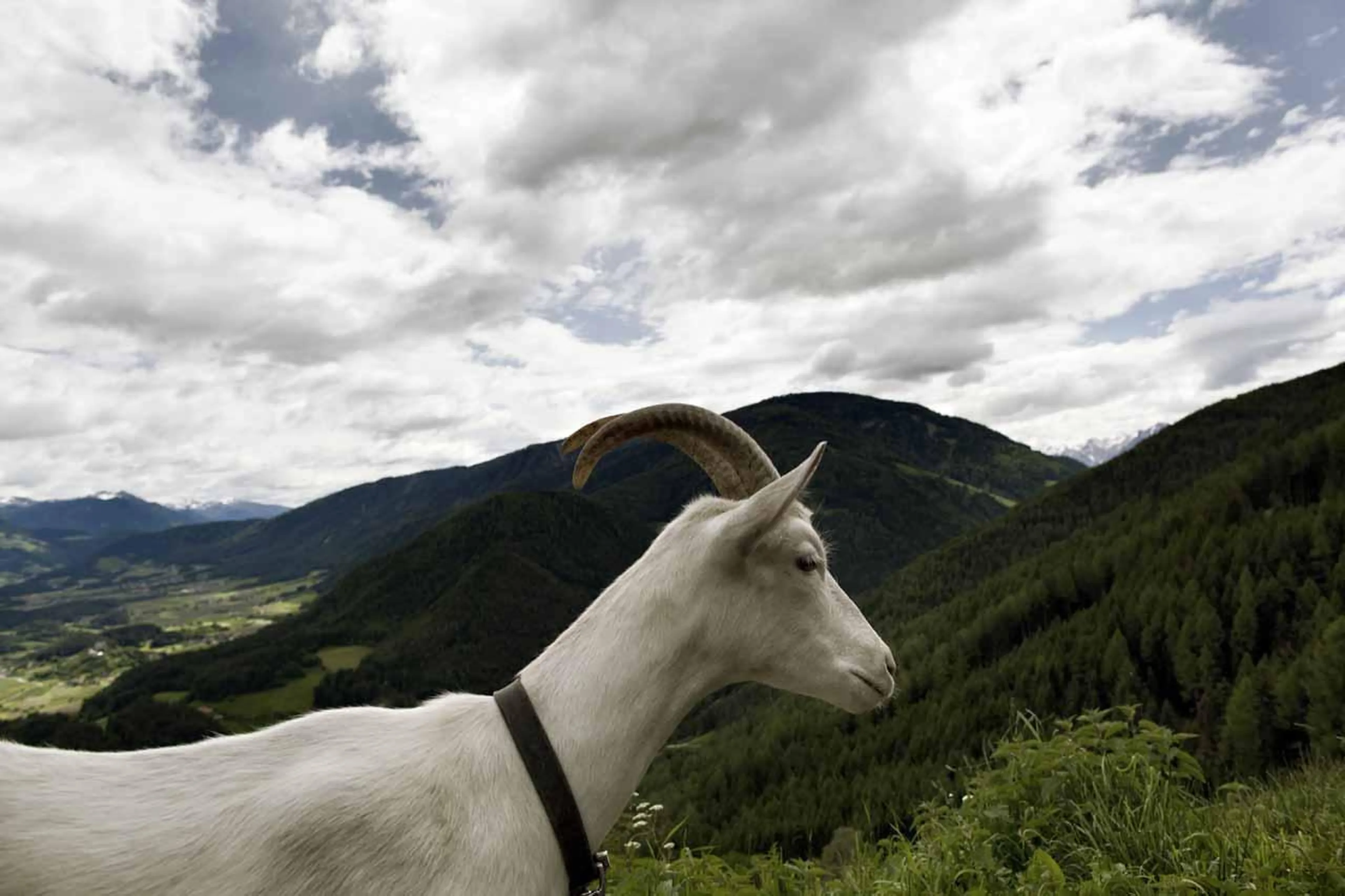 Goat at San Lorenzo Lodge in Kronplatz