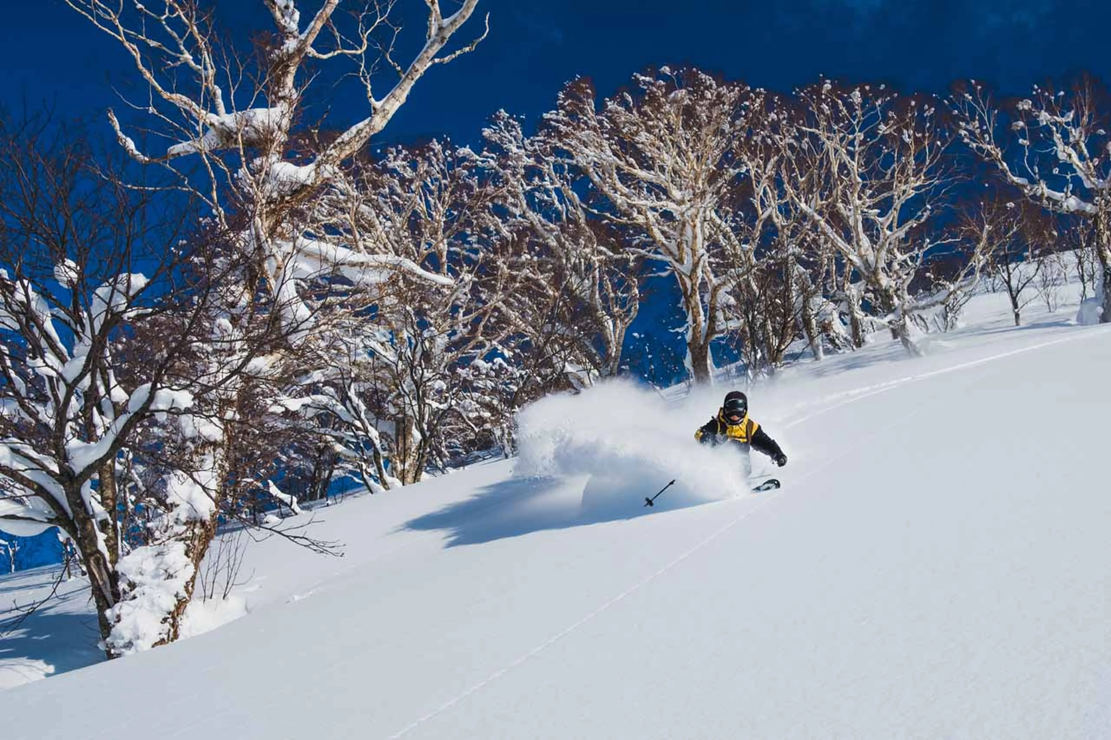Tree Skiing in Niseko